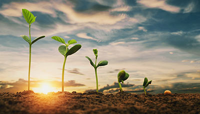 soybean growth in farm with blue sky background
