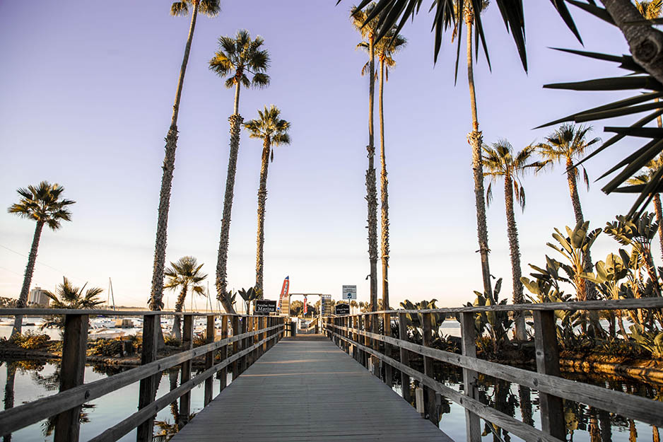 Boardwalk lined with palm trees at dawn