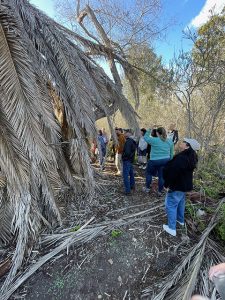 Image of a brown (dead) palm tree with a group of people in background.